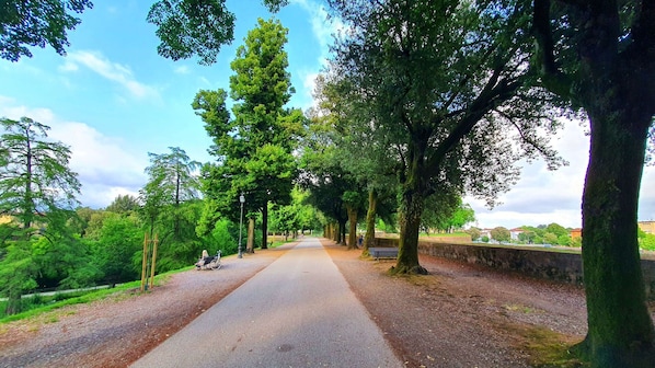 Leaf, Tree, Branch, Nature, Green, Road Surface, Vegetation, Road, Trunk, Sunlight