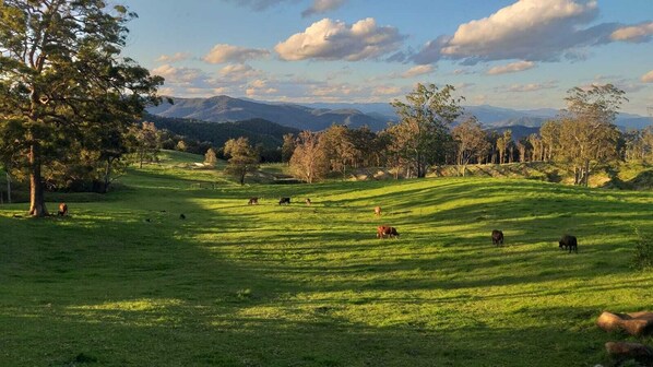 Farm view