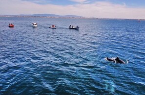 Divers