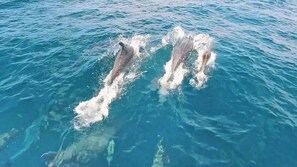 Divers