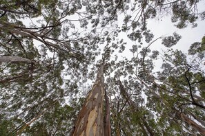 Surrounds of Karri Cove