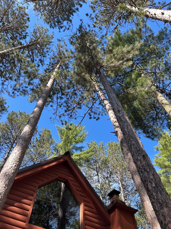 Piney Woods Retreat | Beautiful Pine Forest | Hiking Trails from the Cabin
