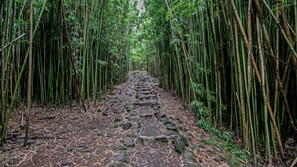 Bamboo Forest