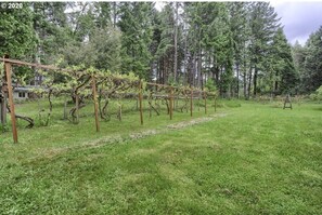 Our Vineyard
