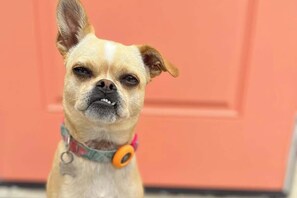 The mighty chihuahua-pug, Sasha.