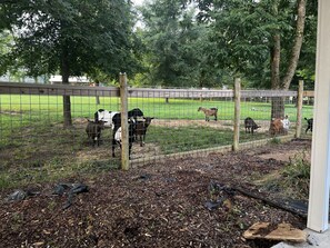 A view from the front porch.  Curious goats!