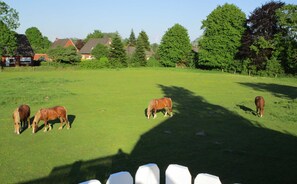 Blick auf die Pferde