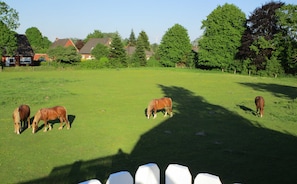 Blick auf die Pferde