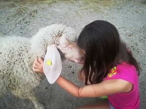 Pet-friendly