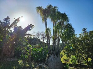 There are many tropical trees growing in the garden.