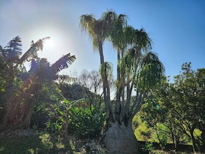 There are many tropical trees growing in the garden.