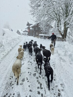 Winter traffic jam at Talblick, 2025!