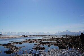 Low tide at Bishop’s Beach—perfect for tidepooling! 