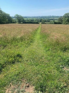 Meadows (1)