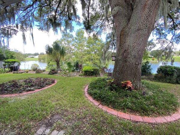 Back yard