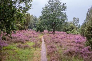 I området [sommer] (&gt; 5 km)
