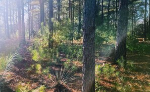 Rustic Trails woods, Mineola, TX close to Canton, Van, Lindale, Grand Saline