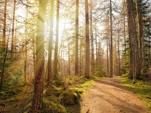 Leaf, Tree, Green, Nature, Natural Environment, Branch, Natural Landscape, Wood, Forest, Vegetation