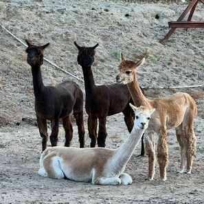 Come meet our Alpacas: Ruby, Tuscany, DeLaLa and Sage