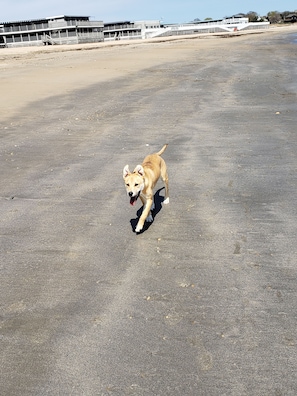Animaux de compagnie acceptés