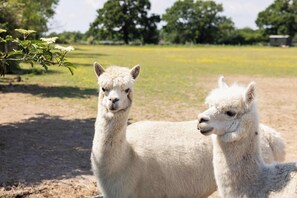 Say hello to the neighbours