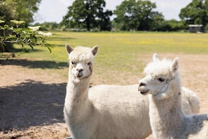 Say hello to the neighbours