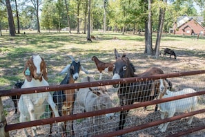 Scout with his goat friends