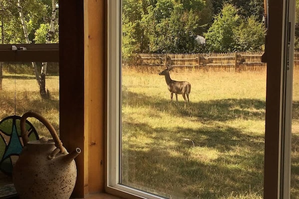A friendly visitor viewed through the kitchen window.