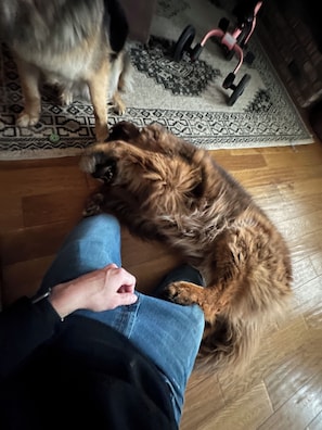 Pet-friendly