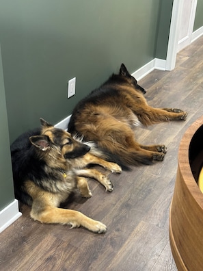 Pet-friendly