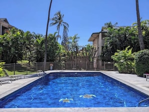 Swim with the honus ("turtles")! Shaded in the afternoon and has an outdoor shower. 