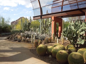 Desert botanical garden
