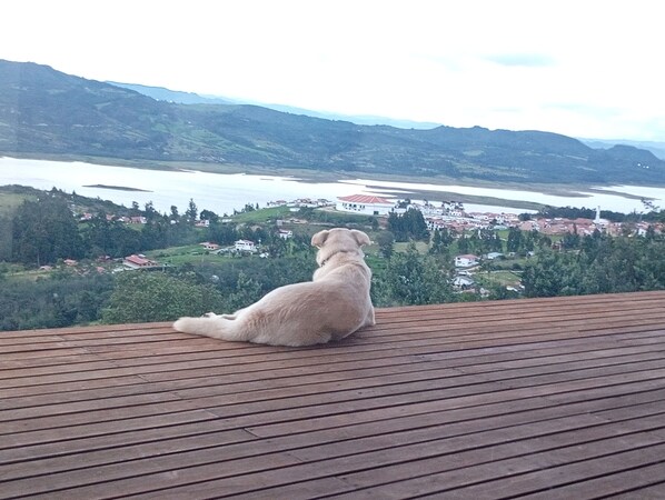 Pet-friendly