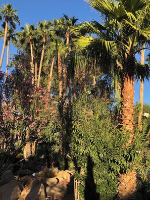 Lush surroundings everywhere at The Fountains.