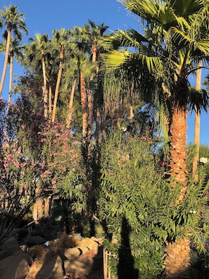 Lush surroundings everywhere at The Fountains.
