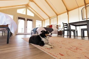 Dog friendly!