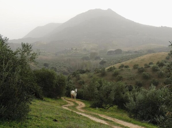 Dans la région [été] (>5 km)