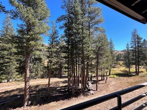 Scenic forest view with tall pines, blue sky, and mountain views.