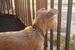 Golden hour hits different when your best friend’s by your side. Let your pup soak in the sunrise with safe, secure balcony views just steps from the waves.