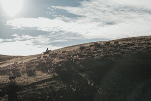 This is our hidden gem, we use horseback to muster as the hills are steep