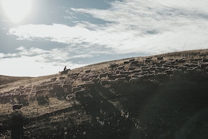 This is our hidden gem, we use horseback to muster as the hills are steep