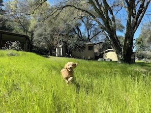 Spacious front yard for your furry friend to frolic freely!