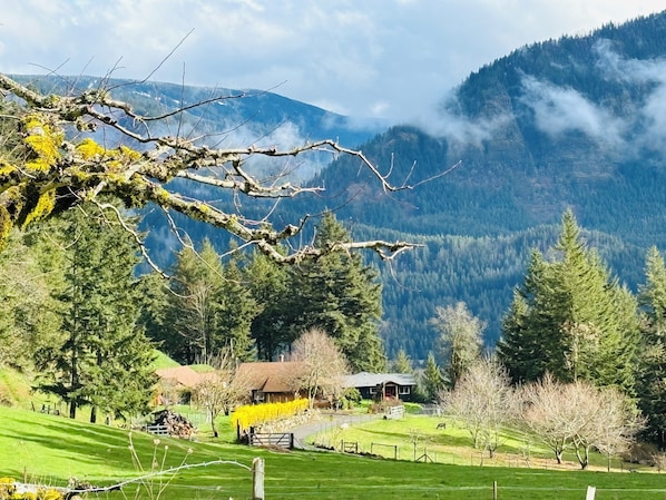 The homestead