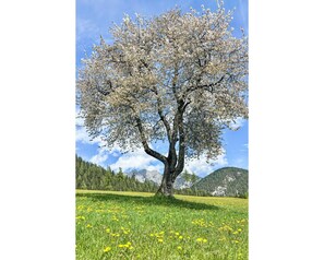 Ast, Baum, Natur, Vegetation, Wiese, Einfach, Zweig, Frühling, Kofferraum, Wiese