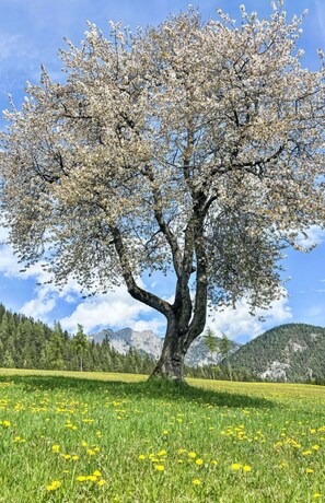 Ast, Baum, Natur, Vegetation, Wiese, Einfach, Zweig, Frühling, Kofferraum, Wiese