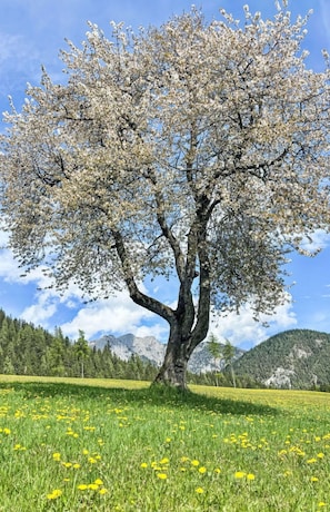 Ast, Baum, Natur, Vegetation, Wiese, Einfach, Zweig, Frühling, Kofferraum, Wiese