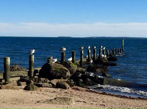 Birds sunning on the jetty in front of the cottage.