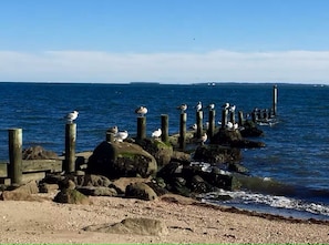 Birds sunning on the jetty in front of the cottage.