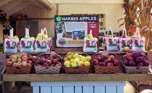 Pick fruit, berries, and pumpkins on nearby farms!
