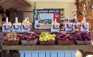 Pick fruit, berries, and pumpkins on nearby farms!